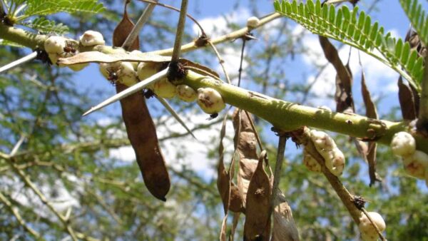 Acacia tree seedling - Image 2