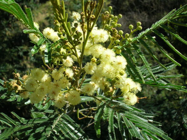 Acacia tree seedling - Image 3