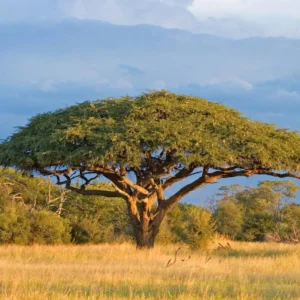 Acacia tree seedling