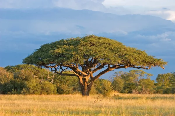 Acacia tree seedling