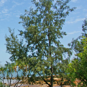 Casuarina tree seedling
