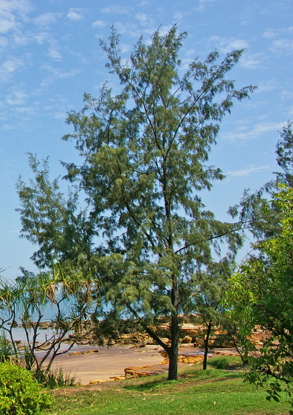 Casuarina tree seedling