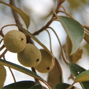 Croton tree seedling