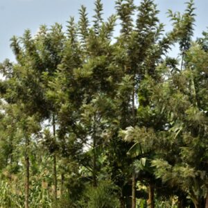 Grevillea robusta seedling