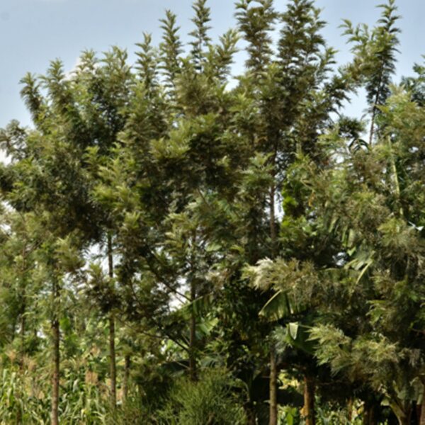 Grevillea robusta seedling