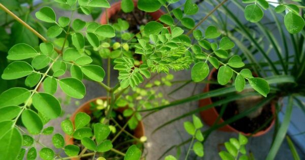 Moringa tree seedling - Image 2