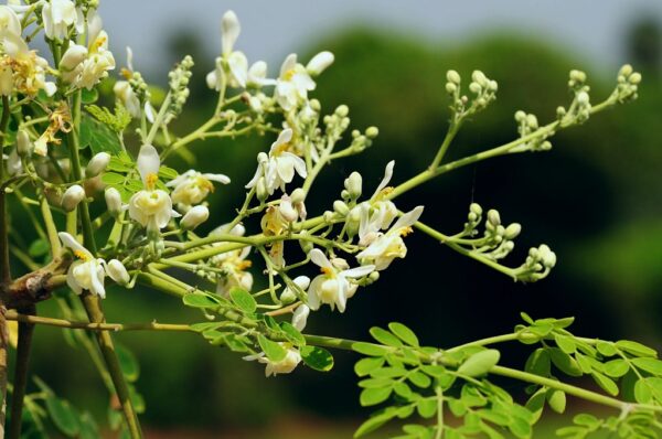Moringa tree seedling - Image 3