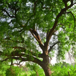 Mwarobaini tree seedling