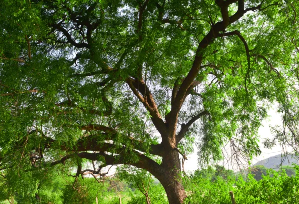 Mwarobaini tree seedling
