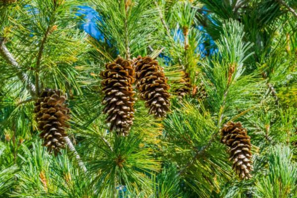 Pine seedling - Image 2