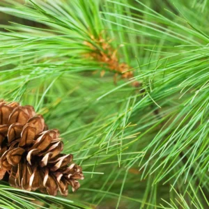 Pine seedling