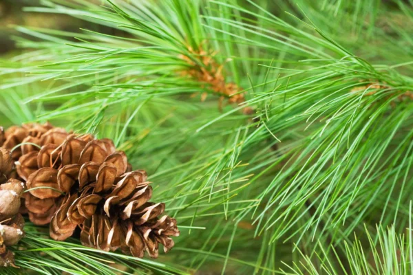 Pine seedling