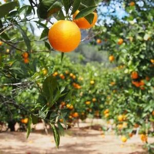 Pixie orange tree seedling