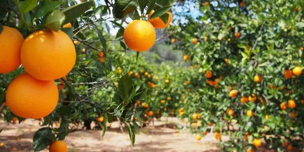 Pixie orange tree seedling