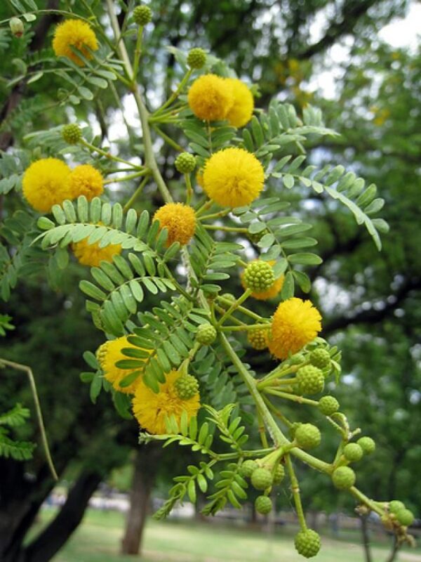 Acacia tree seedling - Image 4