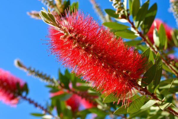 Bottle brush seedling - Image 2