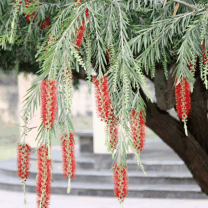 Bottle brush seedling