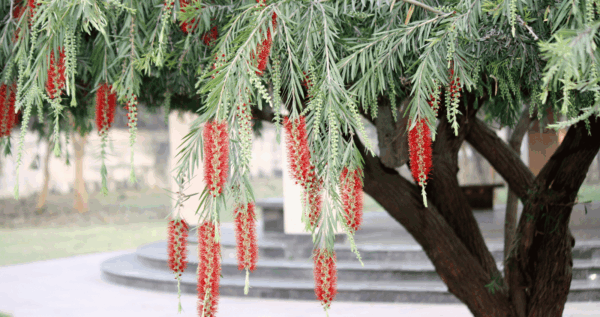 Bottle brush seedling