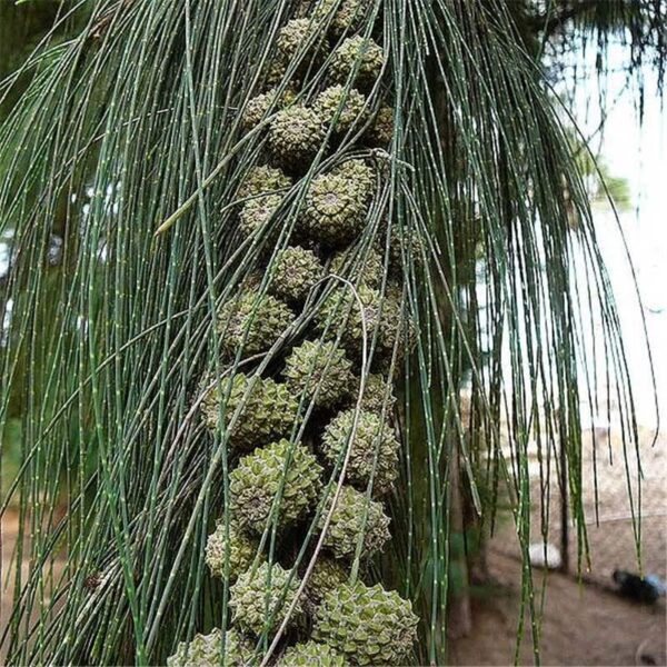 Casuarina tree seedling - Image 2
