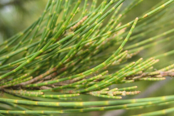 Casuarina tree seedling - Image 3