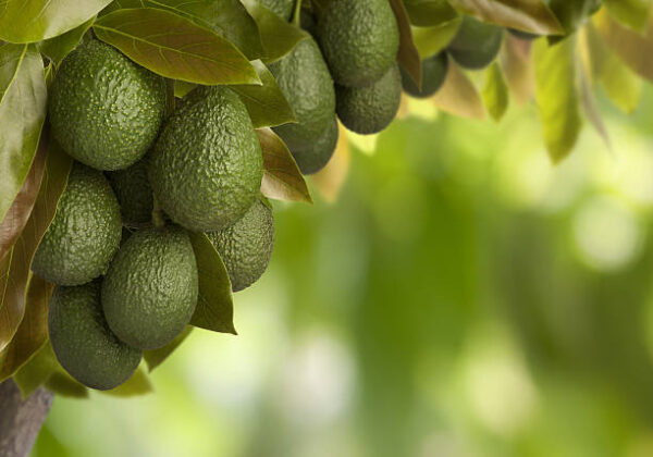 Hass Avocado seedling - Image 2