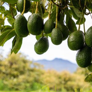 Hass Avocado seedling