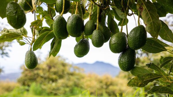 Hass Avocado seedling