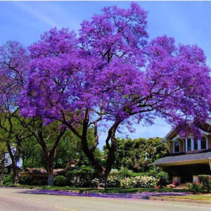 Jacaranda tree seedling