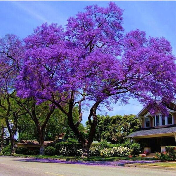 Jacaranda tree seedling