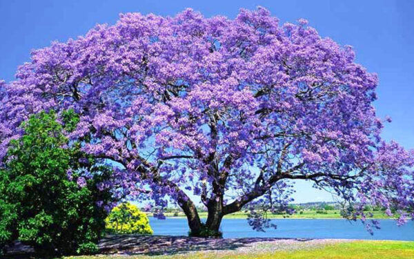 Jacaranda tree seedling - Image 2