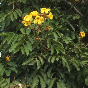 Markhamia Lutea seedling