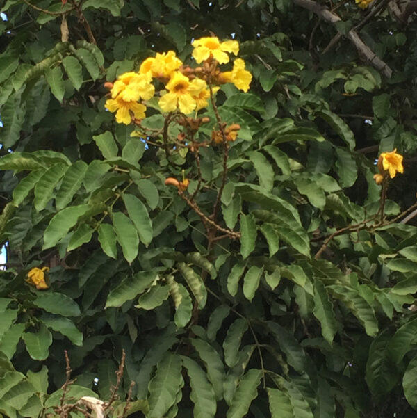 Markhamia Lutea seedling