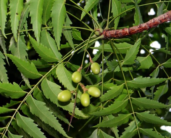 Mwarobaini tree seedling - Image 4