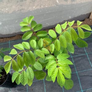 Nandi Flame seedling