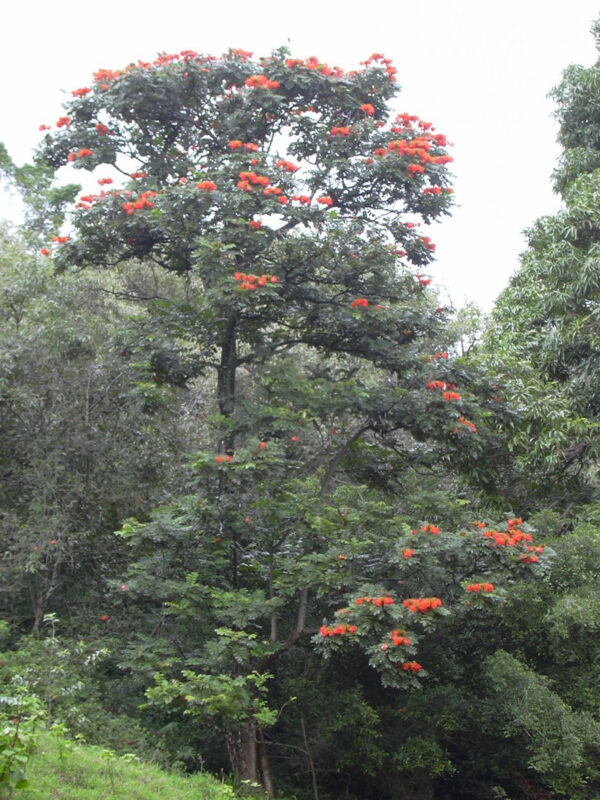 Nandi Flame seedling - Image 2