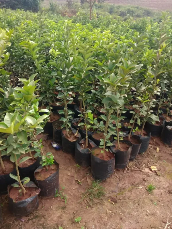 Pixie orange tree seedling - Image 2