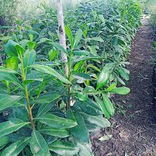 Warburgia ugandensis tree seedling
