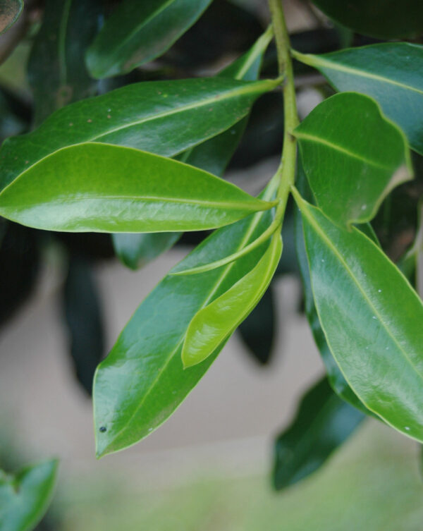 Warburgia ugandensis tree seedling - Image 3